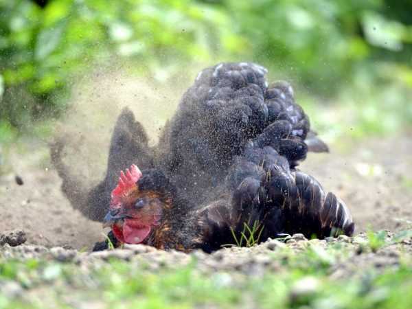 7 maneiras naturais de se livrar dos ácaros das aves em galinhas humanas