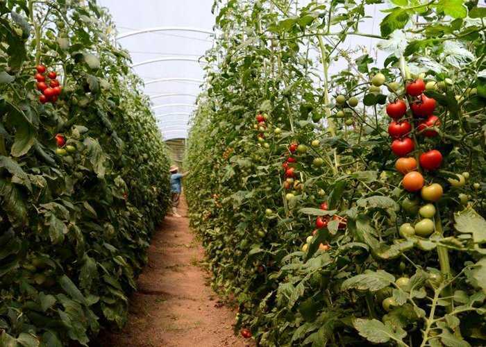 Começando um negócio de cultivo de tomate
