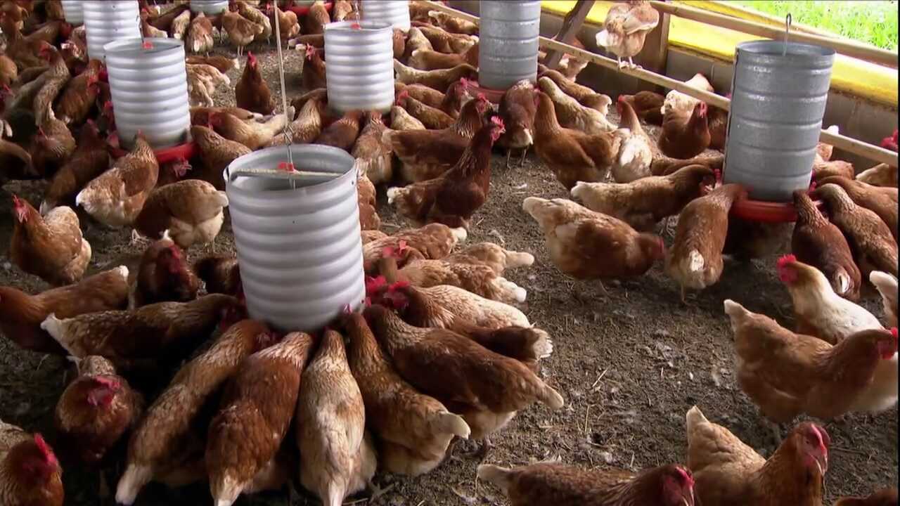 Como criar frango organicamente em seu quintal para carne de ovo