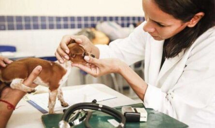 Como se tornar um veterinário Um guia completo