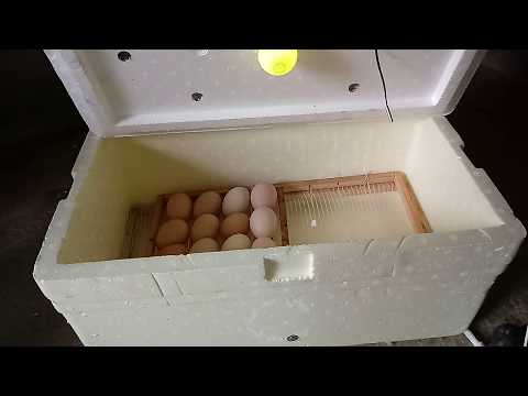Comprando Vs Construindo sua Própria Incubadora de Ovos - Qual é o Melhor