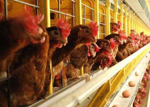 Iniciando um negócio de avicultura Quanto custa?
