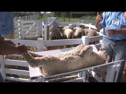 Iniciando uma fazenda de cabras - modelo de plano de negócios de exemplo