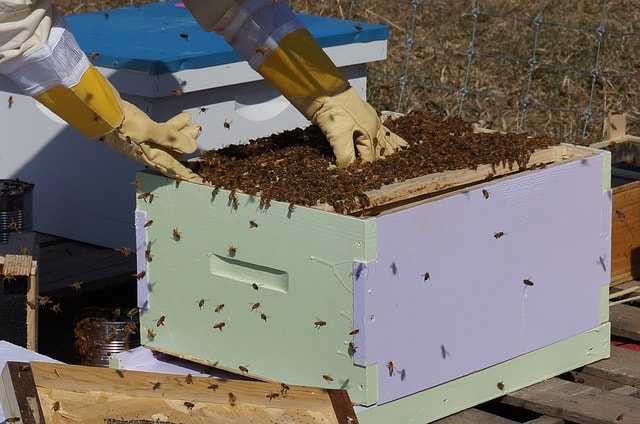 Modelo de Plano de Negócios - Honey Bee Farm