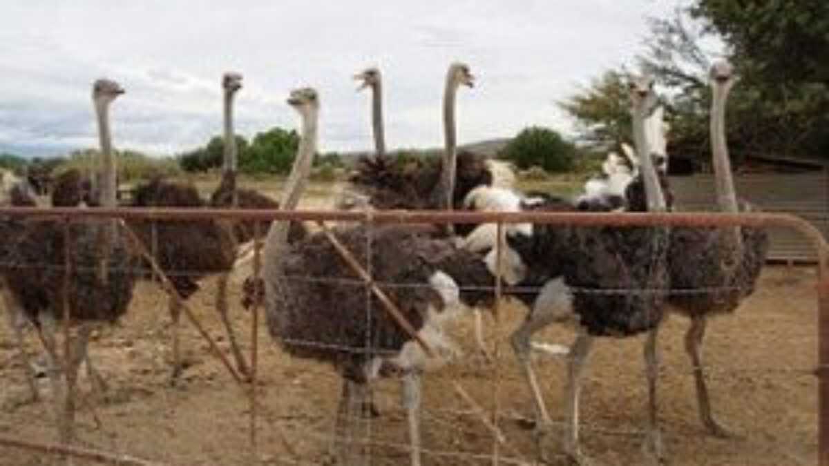 Um modelo de plano de negócios de criação de avestruz