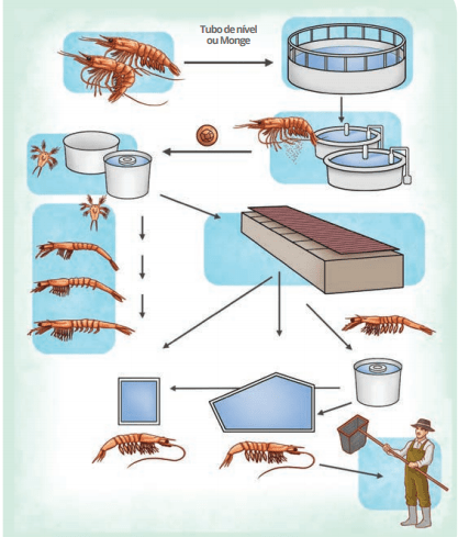 Um modelo de plano de negócios de criação de camarão