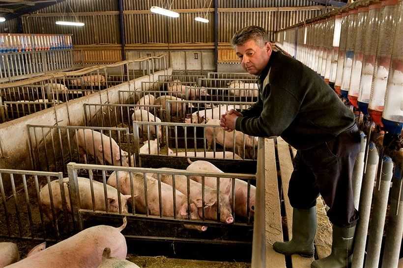 Um modelo de plano de negócios de criação de porcos