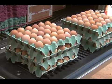 Um modelo de plano de negócios de produção de ovos de codorna para amostra